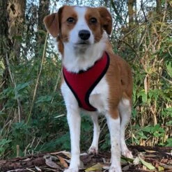 Doxtasy Hondentuig Round Loop Harnass Mesh Red -Hond winkel image 4273