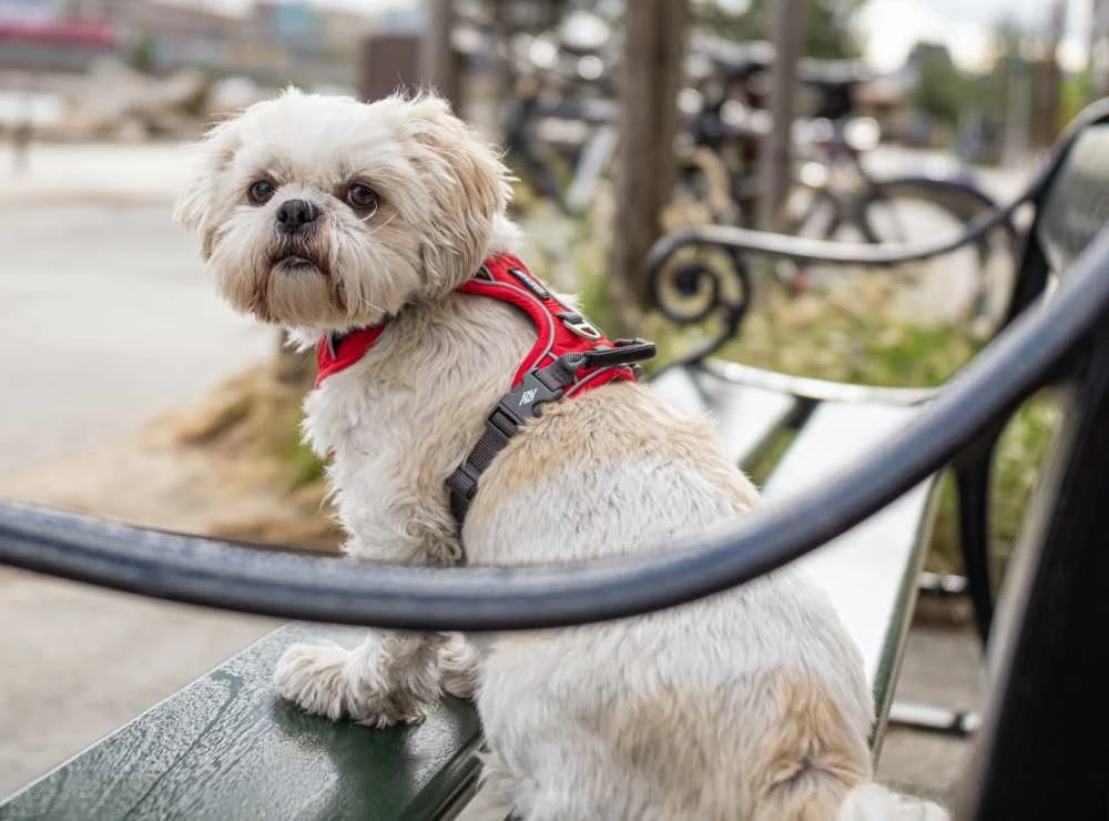 DOG Copenhagen Hondentuig Comfort Walk Pro Classic Red 6 DOG Copenhagen Hondentuig Comfort Walk Pro Classic Red - Afbeelding 4