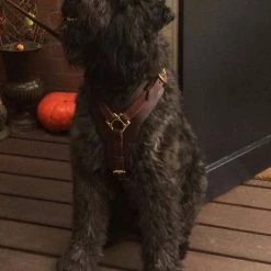 Dean And Tyler Hondentuig The Victory -Hond winkel image 4330