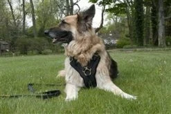 Dean And Tyler Hondentuig The Victory -Hond winkel image 4331