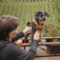 Curli Hondentuig Clasp Vest Apple Leather Bruin 11 Curli Hondentuig Clasp Vest Apple Leather Bruin -Hond winkel image 4365