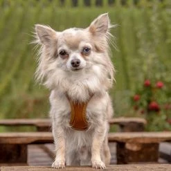 Curli Hondentuig Clasp Vest Apple Leather Bruin 12 Curli Hondentuig Clasp Vest Apple Leather Bruin -Hond winkel image 4366