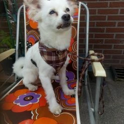 Doxtasy Hondentuig Round Loop Harnass Scottish Brown -Hond winkel image 4372