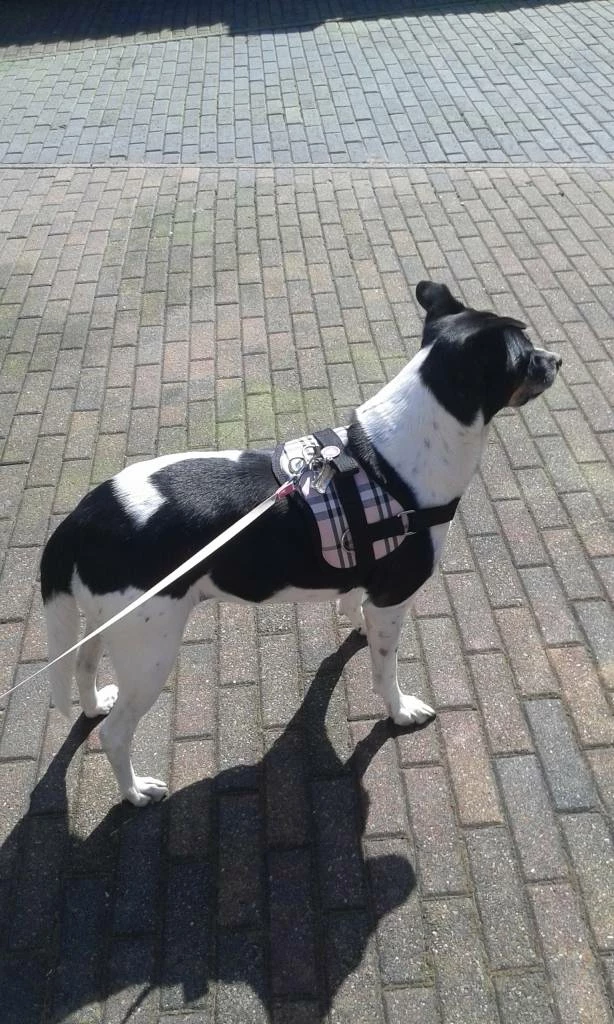 Doxtasy Hondentuig Survival Harness Scottish Pink 4 Doxtasy Hondentuig Survival Harness Scottish Pink - Afbeelding 2