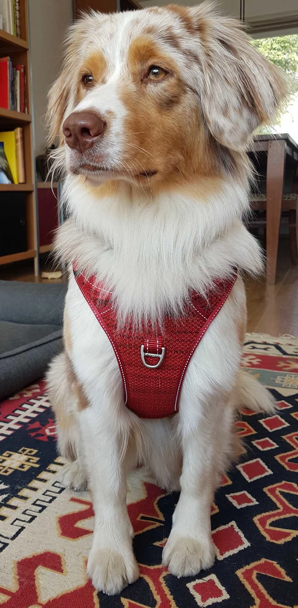 Rogz Hondentuig Explore Harness Rood 4 Rogz Hondentuig Explore Harness Rood - Afbeelding 2