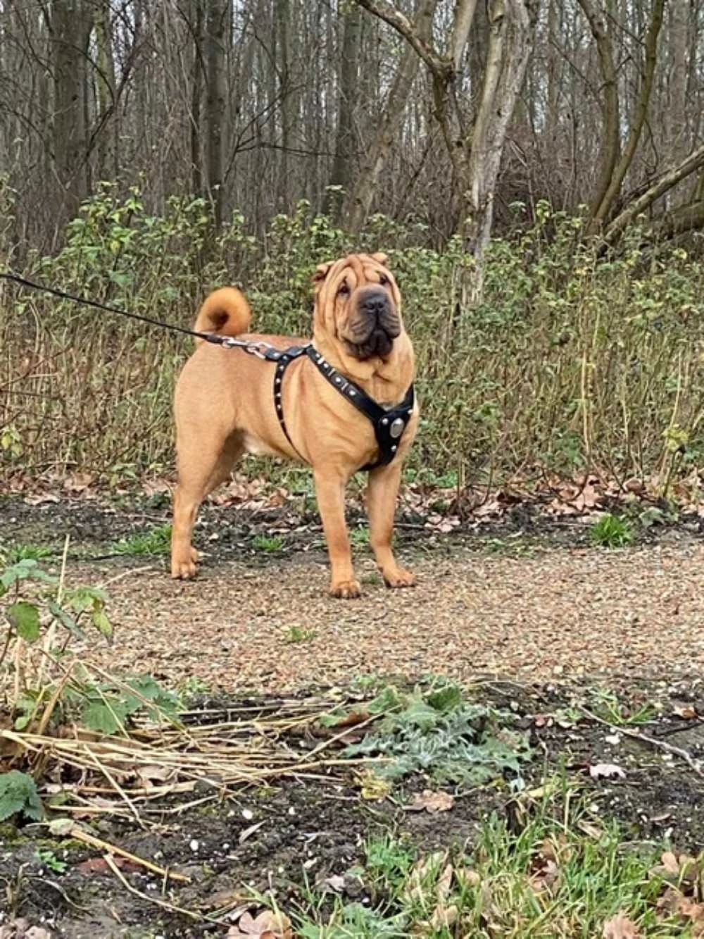 Doxtasy Hondentuig Knight Black & Silver 4 Doxtasy Hondentuig Knight Black & Silver - Afbeelding 2