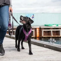 DOG Copenhagen Hondentuig Comfort Walk Pro Purple Passion 10 DOG Copenhagen Hondentuig Comfort Walk Pro Purple Passion -Hond winkel image 4407