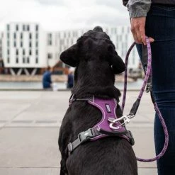 DOG Copenhagen Hondentuig Comfort Walk Pro Purple Passion 11 DOG Copenhagen Hondentuig Comfort Walk Pro Purple Passion -Hond winkel image 4408