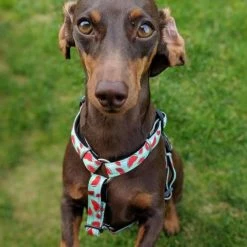 Max&Molly Max & Molly Hondentuig Watermelon -Hond winkel image 4426