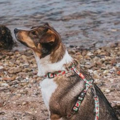 Max&Molly Max & Molly Hondentuig Watermelon -Hond winkel image 4430