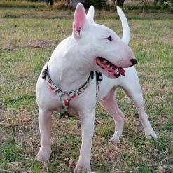 Max&Molly Max & Molly Hondentuig Watermelon -Hond winkel image 4431