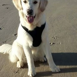 Doxtasy Hondentuig Round Loop Harnass Mesh Black -Hond winkel image 4434