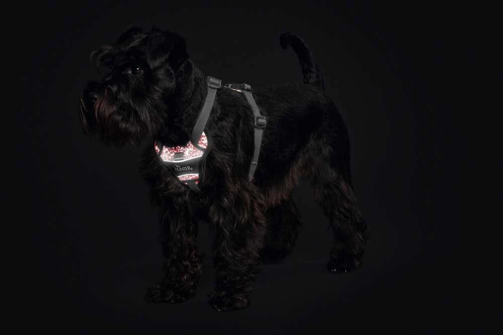 Hunter Hondentuig Divo Reflect Rood 5 Hunter Hondentuig Divo Reflect Rood - Afbeelding 3