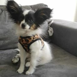 Doxtasy Hondentuig Comfy Harnass Leopard Brown -Hond winkel image 4457