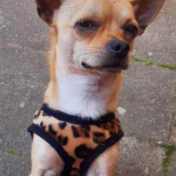 Doxtasy Hondentuig Comfy Harnass Leopard Brown -Hond winkel image 4458