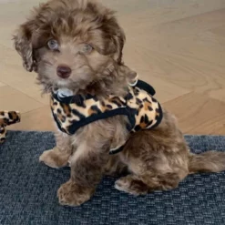 Doxtasy Hondentuig Comfy Harnass Leopard Brown -Hond winkel image 4459