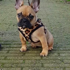 Doxtasy Hondentuig Comfy Harnass Leopard Brown -Hond winkel image 4460