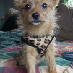 Doxtasy Hondentuig Comfy Harnass Leopard Brown -Hond winkel image 4461