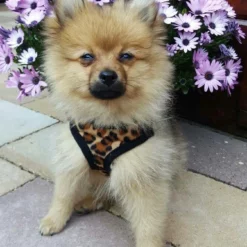 Doxtasy Hondentuig Comfy Harnass Leopard Brown -Hond winkel image 4462