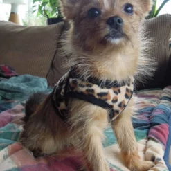 Doxtasy Hondentuig Comfy Harnass Leopard Brown -Hond winkel image 4465