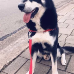 Petsafe Anti-Trek Hondentuig Easy Walk ® Rood -Hond winkel image 4473