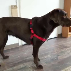 Petsafe Anti-Trek Hondentuig Easy Walk ® Rood -Hond winkel image 4474