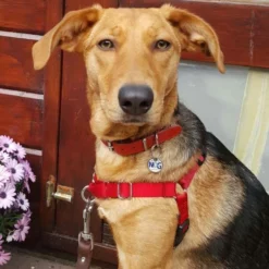 Petsafe Anti-Trek Hondentuig Easy Walk ® Rood -Hond winkel image 4475