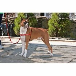 Petsafe Anti-Trek Hondentuig Easy Walk ® Rood -Hond winkel image 4477