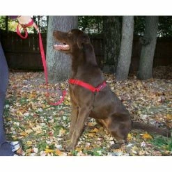 Petsafe Anti-Trek Hondentuig Easy Walk ® Rood -Hond winkel image 4478