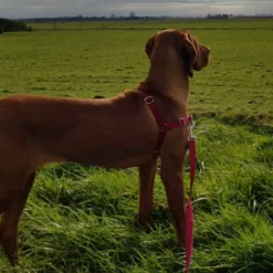 Petsafe Anti-Trek Hondentuig Easy Walk ® Rood -Hond winkel image 4480