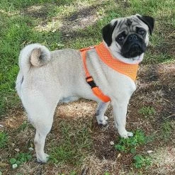 Doxtasy Hondentuig Round Loop Harnass Mesh Fluo Orange 6 Doxtasy Hondentuig Round Loop Harnass Mesh Fluo Orange -Hond winkel image 4492