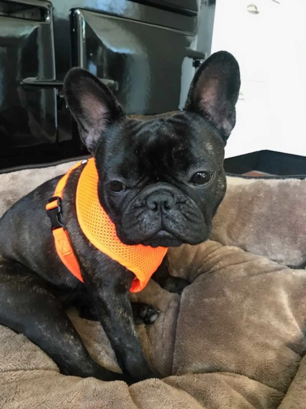 Doxtasy Hondentuig Round Loop Harnass Mesh Fluo Orange 5 Doxtasy Hondentuig Round Loop Harnass Mesh Fluo Orange - Afbeelding 3