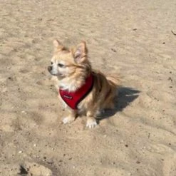 Puppia Hondentuig Soft Harness Rood -Hond winkel image 4502