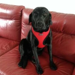 Puppia Hondentuig Soft Harness Rood -Hond winkel image 4504