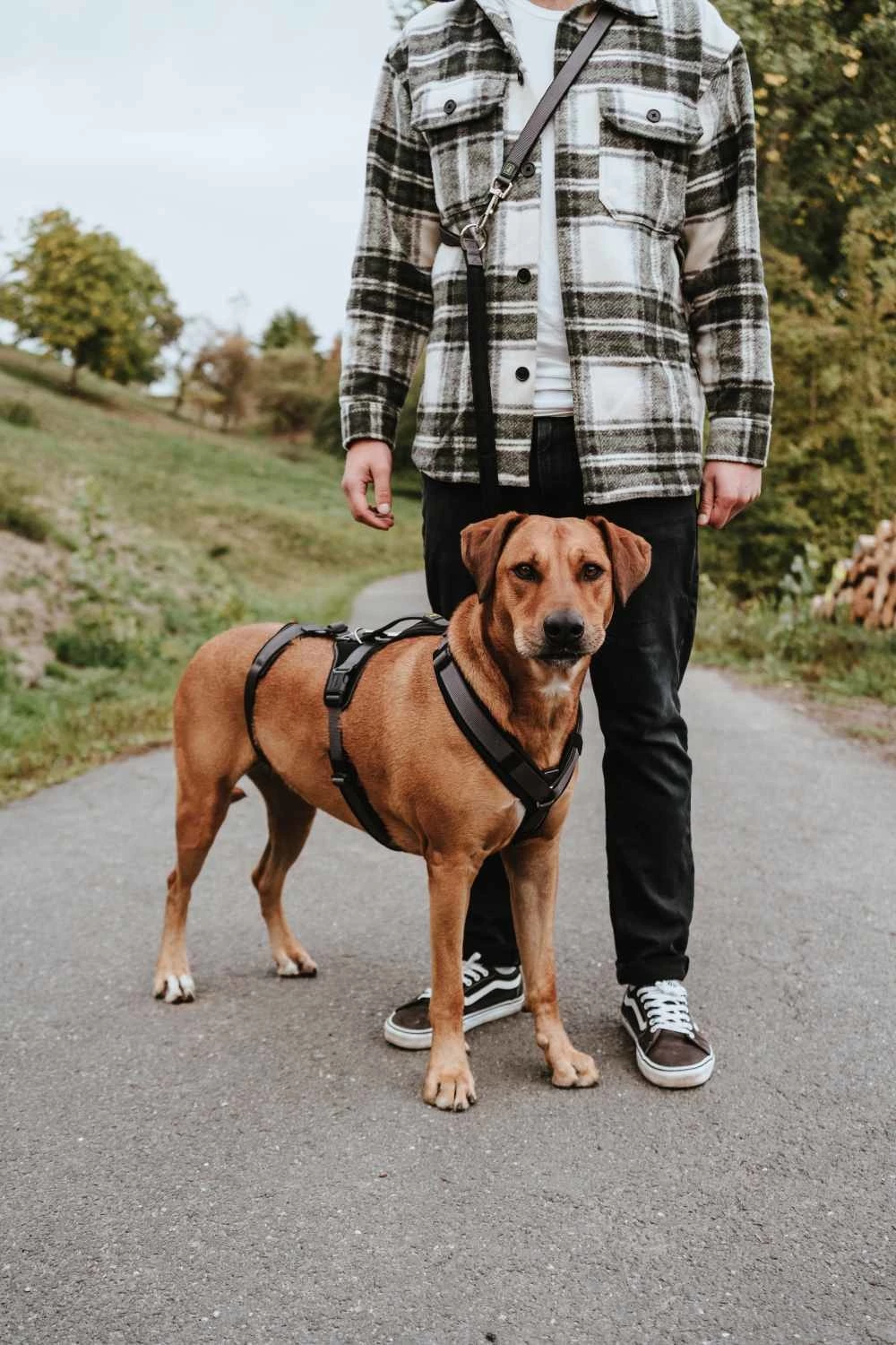 Hunter Veiligheidsharnas Maldon Zwart 4 Hunter Veiligheidsharnas Maldon Zwart - Afbeelding 2