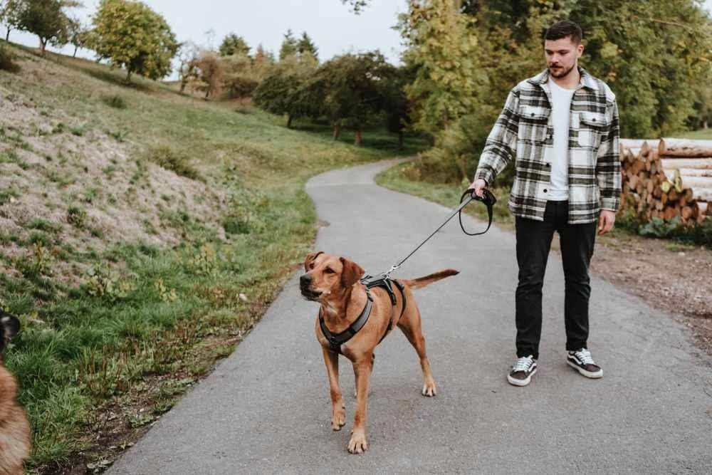 Hunter Veiligheidsharnas Maldon Zwart 6 Hunter Veiligheidsharnas Maldon Zwart - Afbeelding 4