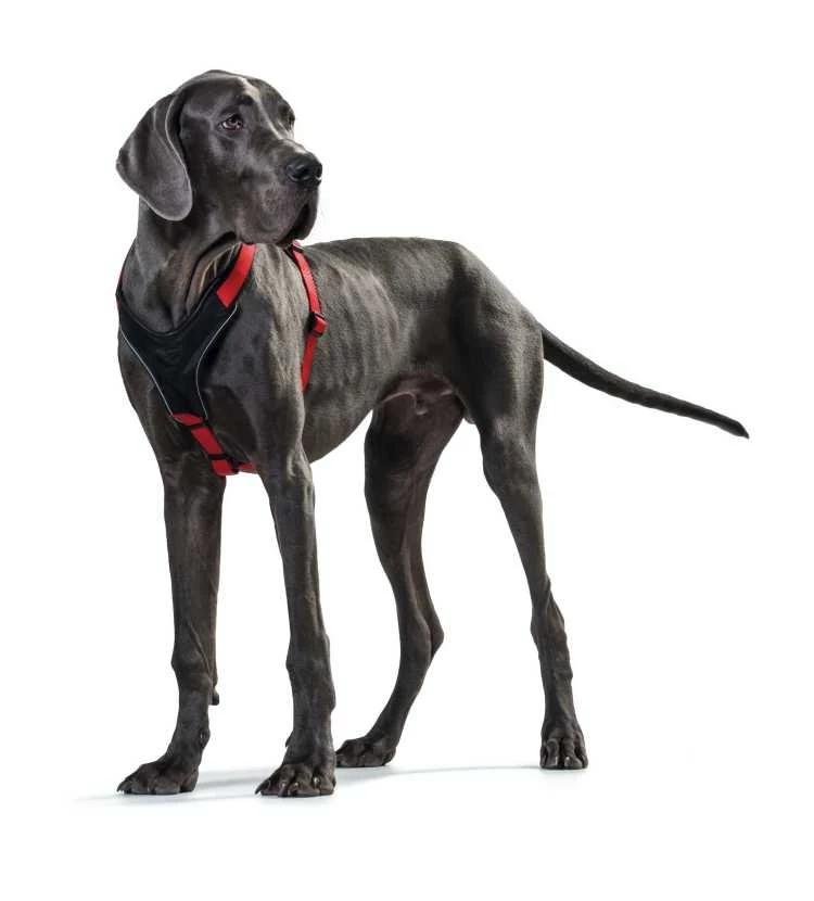 Hunter Hondentuig Neopreen Rood 5 Hunter Hondentuig Neopreen Rood - Afbeelding 3