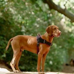 Rogz Hondentuig Airtech Sport Rood 13 Rogz Hondentuig Airtech Sport Rood -Hond winkel image 4567