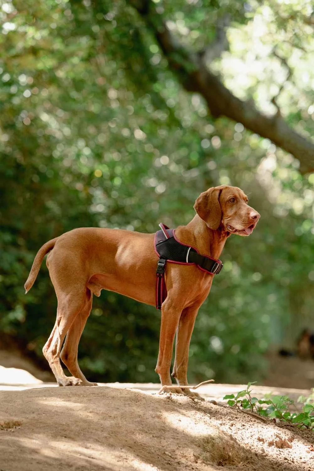 Rogz Hondentuig Airtech Sport Rood 4 Rogz Hondentuig Airtech Sport Rood - Afbeelding 2