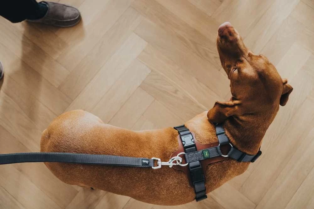 Hunter Hondentuig Aalborg Mixed Cognac 4 Hunter Hondentuig Aalborg Mixed Cognac - Afbeelding 2