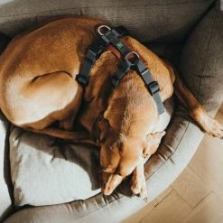 Hunter Hondentuig Aalborg Mixed Cognac 11 Hunter Hondentuig Aalborg Mixed Cognac -Hond winkel image 4586