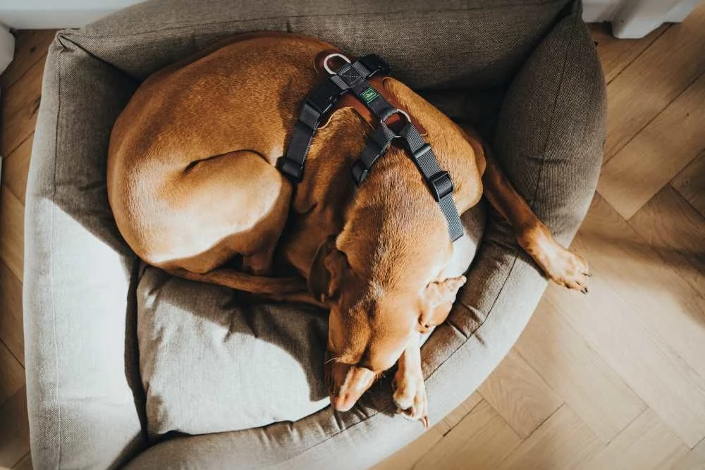 Hunter Hondentuig Aalborg Mixed Cognac 6 Hunter Hondentuig Aalborg Mixed Cognac - Afbeelding 4