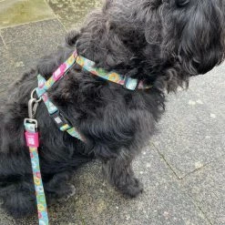 Max&Molly Max & Molly Hondentuig Donuts -Hond winkel image 4601