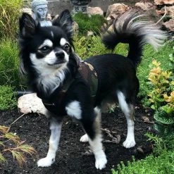 Puppia Hondentuig Camouflage -Hond winkel image 4621