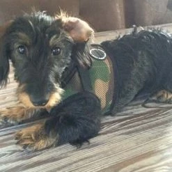 Puppia Hondentuig Camouflage -Hond winkel image 4622