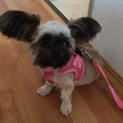 Puppia Hondentuig Soft Vest Roze -Hond winkel image 4630