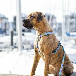 Max&Molly Max & Molly Hondentuig Blue Ocean -Hond winkel image 4647