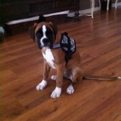 Doxtasy Hondentuig Survival Harness Snake 7 Doxtasy Hondentuig Survival Harness Snake -Hond winkel image 4657