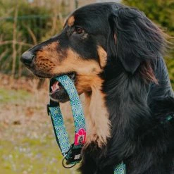 Max&Molly Max & Molly Hondenhalsband Retro Blue -Hond winkel image 470