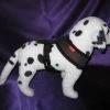 Puppia Hondentuig Soft Harness Bruin -Hond winkel image 4715
